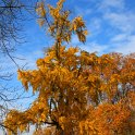 Ginkgo biloba automne